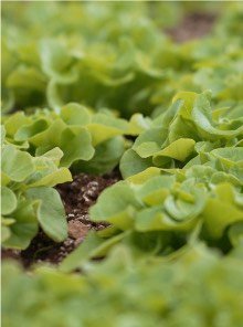 Thư viện ảnh 12